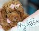Toy Poodle Puppies for sale in Fort Lauderdale, FL, USA. price: $1,550