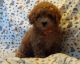 Toy Poodle Puppies for sale in Miami, FL, USA. price: $200