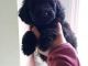 Toy Poodle Puppies for sale in Cedar Rapids, IA, USA. price: NA