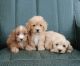 Toy Poodle Puppies for sale in Santa Clara, CA, USA. price: NA