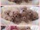 Toy Poodle Puppies for sale in Cedar Rapids, IA, USA. price: $200