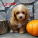 Toy Poodle Puppies for sale in Canton, OH, USA. price: $995