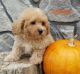 Toy Poodle Puppies for sale in Canton, OH, USA. price: $799