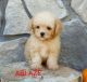 Toy Poodle Puppies for sale in Canton, OH, USA. price: $799