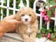 Toy Poodle Puppies for sale in Cleveland, OH, USA. price: NA