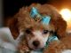 Toy Poodle Puppies for sale in Fort Lauderdale, FL, USA. price: $2,850