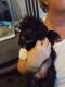 Toy Poodle Puppies for sale in Boston, MA, USA. price: NA
