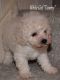 Toy Poodle Puppies for sale in Gulfport, MS, USA. price: NA