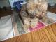 Toy Poodle Puppies for sale in Watertown, NY 13601, USA. price: NA