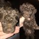 Toy Poodle Puppies for sale in Bend, OR 97701, USA. price: $650