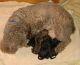 Toy Poodle Puppies for sale in Torrington, CT, USA. price: $850
