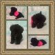 Toy Poodle Puppies for sale in Magnolia, TX, USA. price: NA