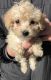 Toy Poodle Puppies for sale in Redford Charter Twp, MI, USA. price: NA