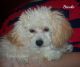 Toy Poodle Puppies for sale in Elkland, MO 65644, USA. price: NA