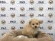 Toy Poodle Puppies for sale in Temple City, CA, USA. price: NA