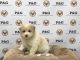 Toy Poodle Puppies for sale in Temple City, CA, USA. price: NA