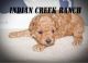 Toy Poodle Puppies for sale in Hannibal, MO 63401, USA. price: $1,295