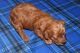 Toy Poodle Puppies for sale in Merritt Island, FL, USA. price: NA