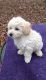 Toy Poodle Puppies for sale in Los Angeles, CA 90050, USA. price: NA