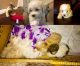 Toy Poodle Puppies for sale in Hauppauge, NY, USA. price: NA