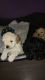 Toy Poodle Puppies for sale in Jackson, MS, USA. price: NA
