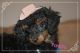 Toy Poodle Puppies for sale in Casa Grande, AZ, USA. price: $775
