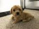 Toy Poodle Puppies for sale in Canton, OH, USA. price: $1,199