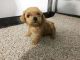 Toy Poodle Puppies for sale in Canton, OH, USA. price: $1,499