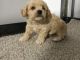 Toy Poodle Puppies for sale in Canton, OH, USA. price: $1,199
