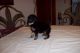 Toy Poodle Puppies for sale in Zephyrhills, FL, USA. price: NA