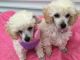 Toy Poodle Puppies for sale in Marietta, GA, USA. price: NA