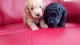 Toy Poodle Puppies for sale in Tempe, AZ, USA. price: NA