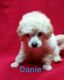 Toy Poodle Puppies for sale in Jeddo, MI 48032, USA. price: NA