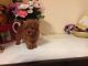 Toy Poodle Puppies for sale in El Paso, TX, USA. price: NA