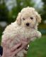 Toy Poodle Puppies for sale in Ann Arbor, MI, USA. price: NA