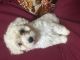 Toy Poodle Puppies for sale in Lancaster, CA 93535, USA. price: NA