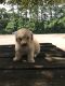 Toy Poodle Puppies for sale in Conroe, TX, USA. price: NA