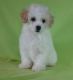 Toy Poodle Puppies for sale in Glastonbury, CT, USA. price: NA