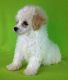 Toy Poodle Puppies for sale in Orlando, FL, USA. price: $650