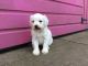 Toy Poodle Puppies for sale in Chicago, IL, USA. price: NA