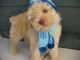 Toy Poodle Puppies for sale in Texas Ave, Houston, TX, USA. price: $350