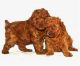 Toy Poodle Puppies for sale in Mechanicsburg, PA, USA. price: NA