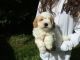 Toy Poodle Puppies for sale in Atlantic Ave, New York, NY, USA. price: NA