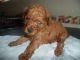 Toy Poodle Puppies for sale in Anderson, IN, USA. price: NA