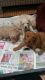 Toy Poodle Puppies for sale in Fresno, CA, USA. price: $400