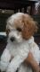 Toy Poodle Puppies for sale in Orlando, FL, USA. price: $300