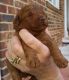 Toy Poodle Puppies for sale in Luray, VA 22835, USA. price: NA