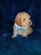 Toy Poodle Puppies for sale in Casper, WY, USA. price: NA