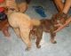 Toy Poodle Puppies for sale in Quezon City, Metro Manila, Philippines. price: 2500 PHP