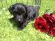 Toy Poodle Puppies for sale in Belews Creek, NC 27009, USA. price: NA